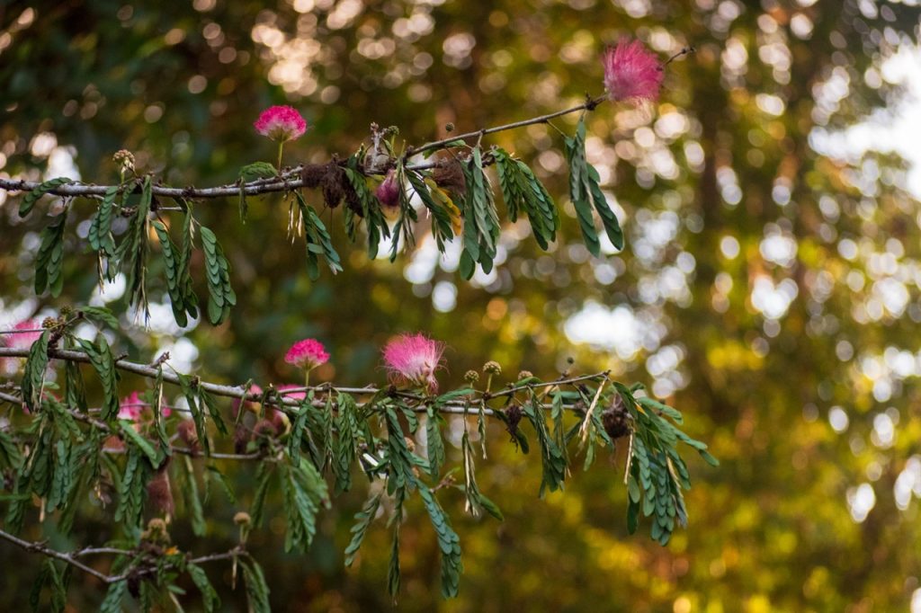 nature retreat queensland