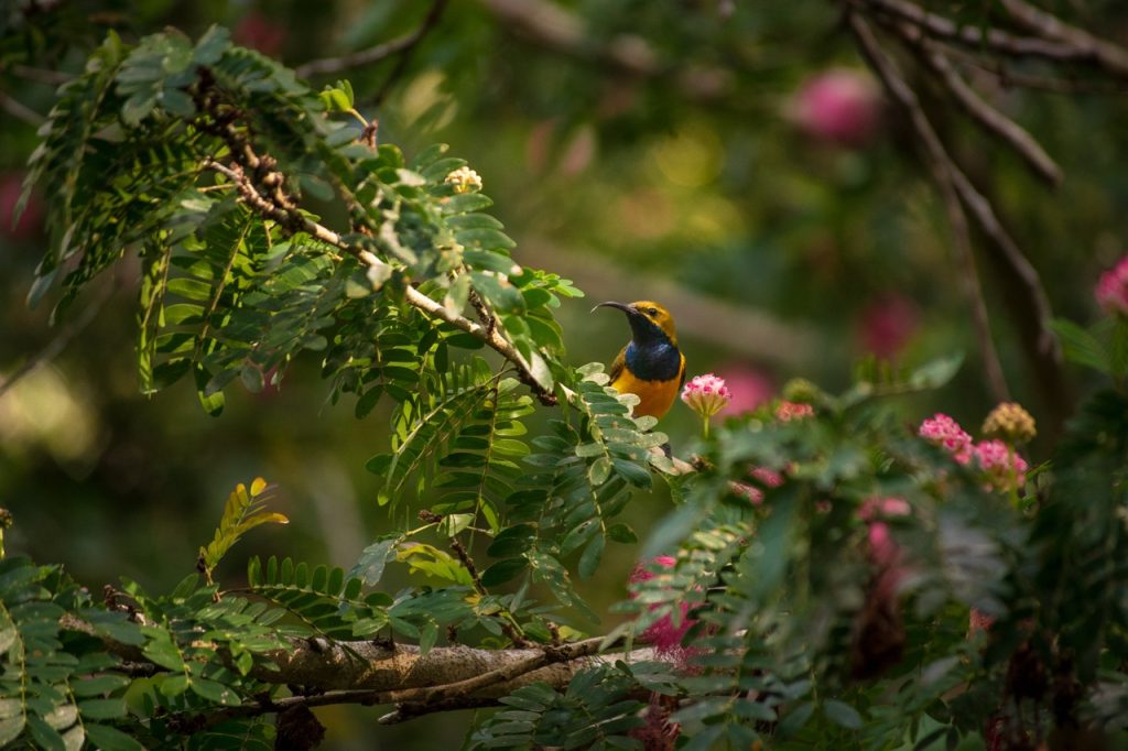 nature retreat queensland sunbird
