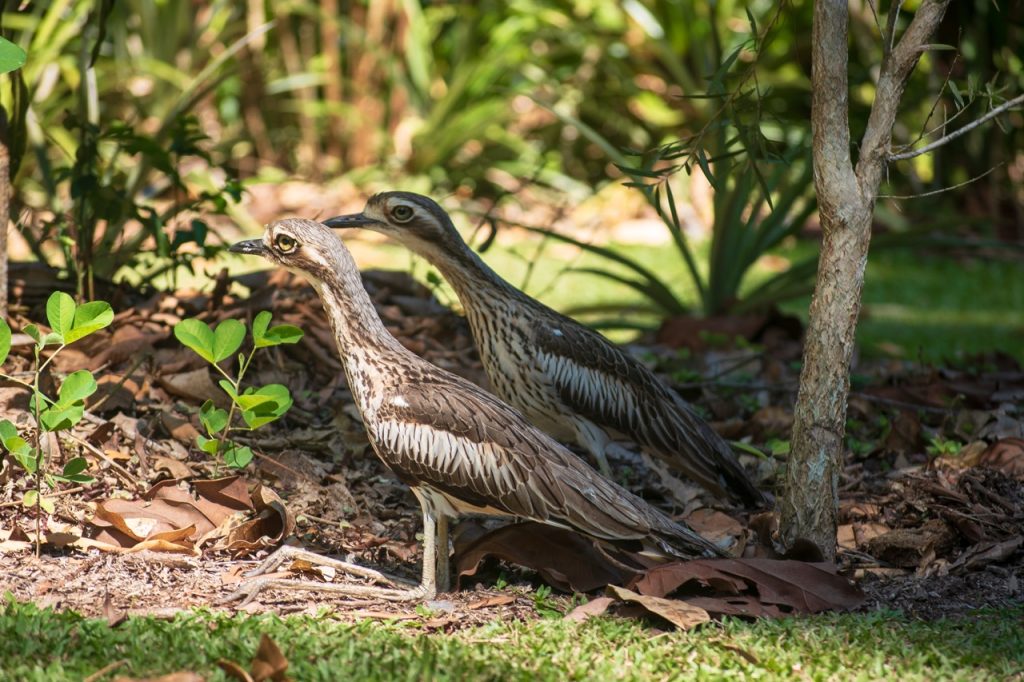 nature retreat queensland curlews